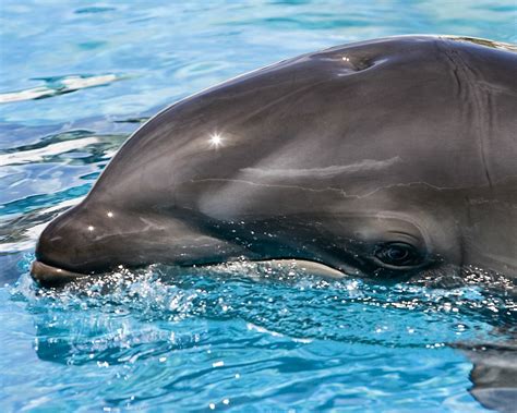 Scientists discover rare dolphin-whale hybrid near Hawaii - Weird News ...