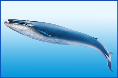 Blue whale - TheDeepBlue Photo (40631183) - Fanpop