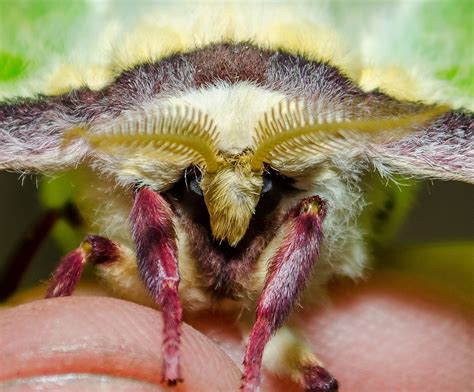 On the Subject of Nature: Luna Moth