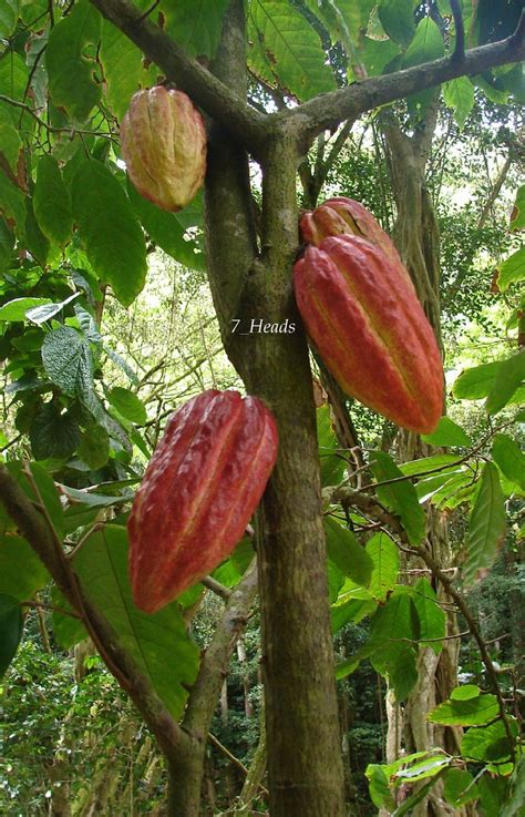 Polynesian Produce Stand : ~Chocolate Tree~ Theobroma Cacao CRIOLLO ...