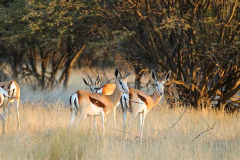 Springbok South Africa Images – Browse 8,147 Stock Photos, Vectors, and Video | Adobe Stock