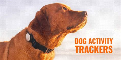 10 Dog Activity Trackers – Health, Activity, & GPS Tracker