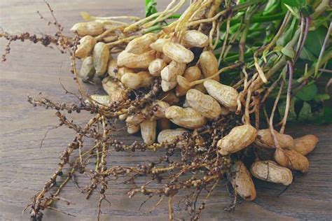 How to Grow Peanut | Yates Australia