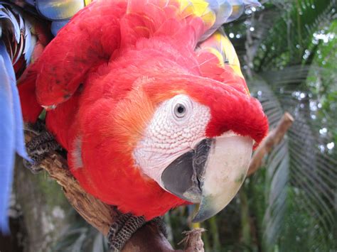 Birder's Eye View: Wildlife of Honduras