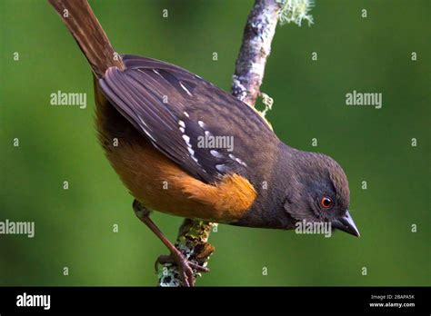 Rufous sided towhee hi-res stock photography and images - Alamy