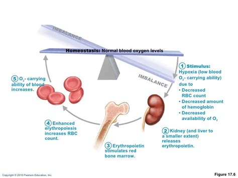 ERYTHROPOIETIN MECHANISM FOR REGULATING ERYTHROPOIESIS Diagram | Quizlet