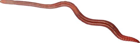 earthworm worm PNG transparent image download, size: 2769x848px