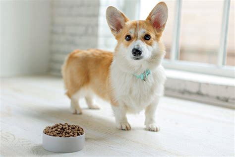 How Much to Feed a Corgi (Feeding Chart & Guide)