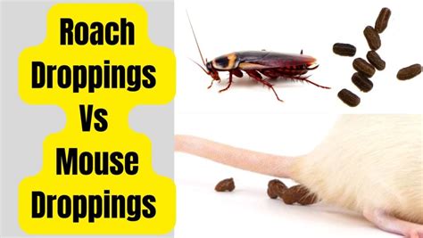 Roach Droppings Vs Mouse Droppings Comparison 2023 - Basic Rodents