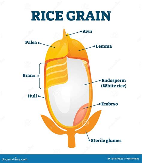 Rice Grain Diagram