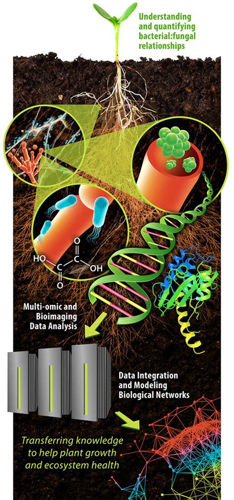 Bacterial-Fungal Interactions and Their Role in Soil Functioning ...