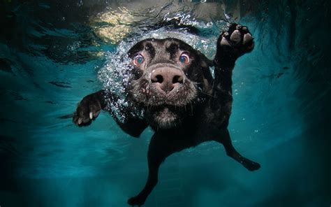 nature, Animals, Dog, Water, Underwater, Bubbles, Muzzles, Legs, Swimming Wallpapers HD ...