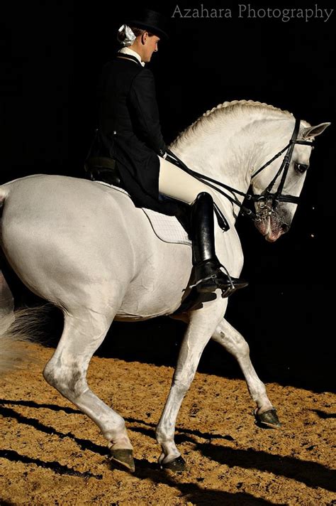 Pin on LIPIZZANER STALLIONS