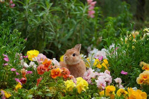 9 Plants to Grow in Your Rabbit Garden for Your Pet | ShrubHub