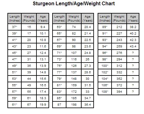 Original Sturgeon Derby Sturgeon Chart