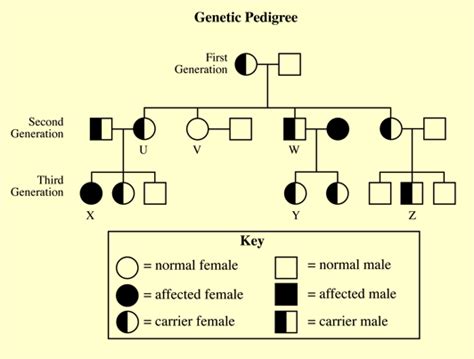 Pedigrees and Punnett Squares - Identical Twins