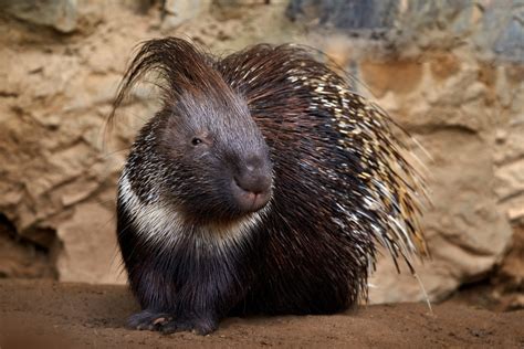 Crested porcupine - Palmitos Park