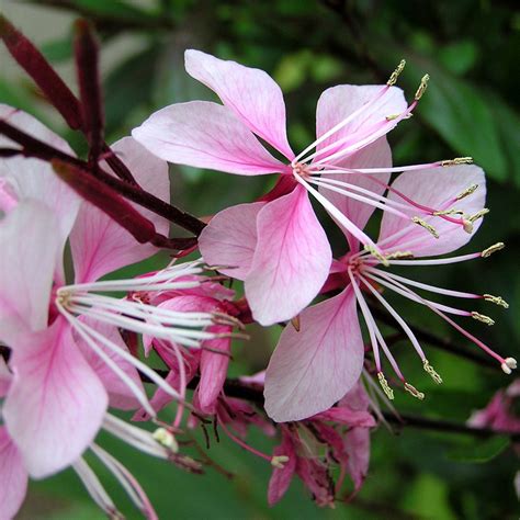 Gaura Plant | Plant Addicts