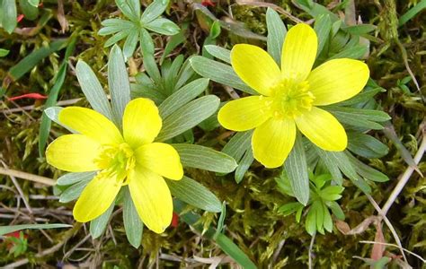 The Yellow Flower “not in Gray” | Thoreau Farm