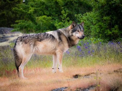 Takaya, Vancouver's Famous Lone Wolf, Shot And Killed By Hunter