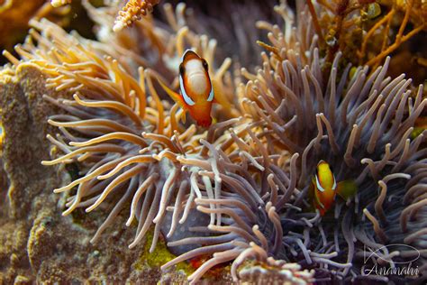 Ocellaris clownfish | Amphiprion ocellaris