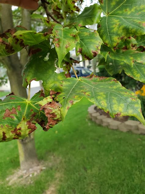 What's wrong with my maple and how do I fix it? One side last year, entire tree this year. : r ...