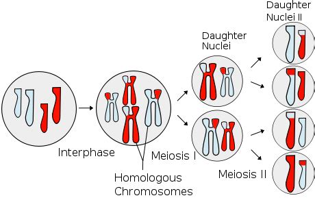 Diploid vs Haploid - Difference and Comparison | Diffen