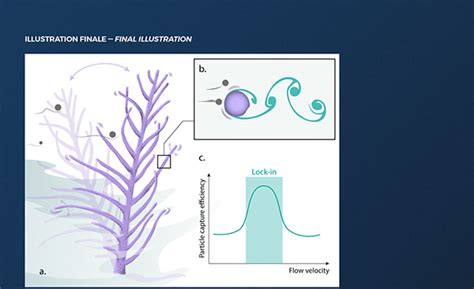 Physical characterization of coral vibrations on Behance