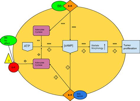 Schematic illustration of cAMP pathway | Download Scientific Diagram