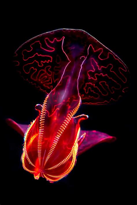 Bloody-belly comb jelly • MBARI