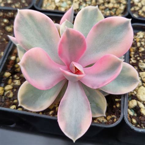 Echeveria Rainbow - Plants - Sunnyplants.com