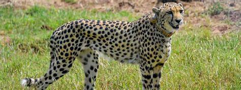 Kuno National Park Safari Booking, Ticket Price, Timing & Cheetahs ...