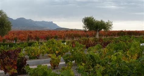 Rioja Wine Tours | Essential Haro | Grape Escapes