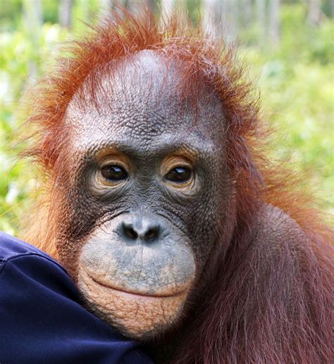 February 2020 - Amelia - Orangutan Foundation International Australia