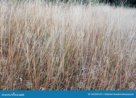 Dry Grass Field at Doi Intanono Chaingmai Thailand Stock Photo - Image ...