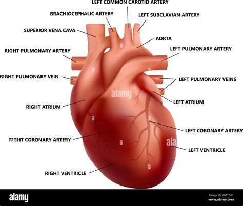 The Human Heart Labeled