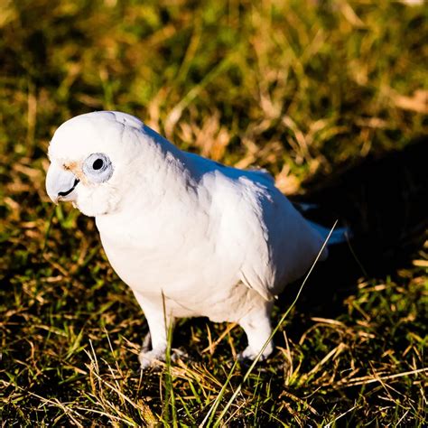 Goffin's Cockatoo - Habitat Personality Food and Reproduction