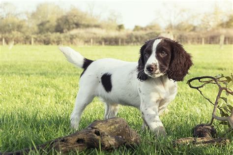 When Do English Springer Spaniels Stop Growing?