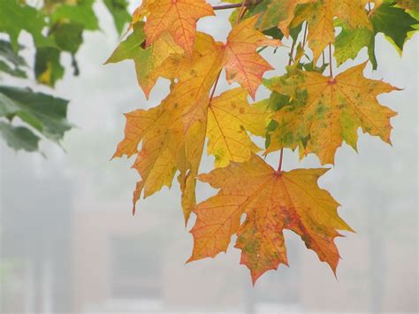 Ruduo,rudens spalvos,rudens lapai,klevas,oranžinė - nemokamos nuotraukos. Mediakatalogas.lt