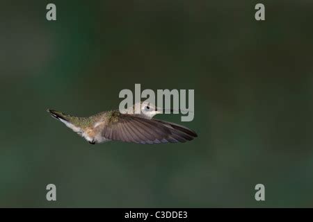 Female Calliope Hummingbird Hovering in Flight Stock Photo - Alamy