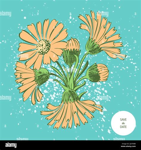 Chrysanthemum spray garden Stock Vector Images - Alamy