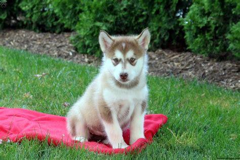 Teacup Alaskan Malamute