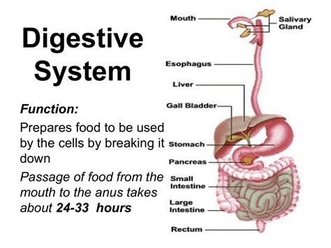 Digestive System