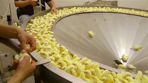 Hatcheries Investigation - The Origin Of Chicken Meat & Eggs (Video)