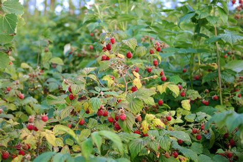 Rubus idaeus (Blackberry, Dewberry, Raspberries, Raspberry, Red Raspberry) | North Carolina ...