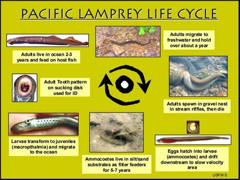 Creature Feature: Pacific Lamprey (Lampetra tridentata) — Junior SeaDoctors