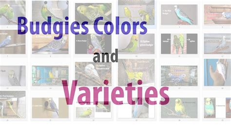 Budgies colors and variety - YouTube