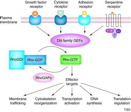 Guanine Nucleotide