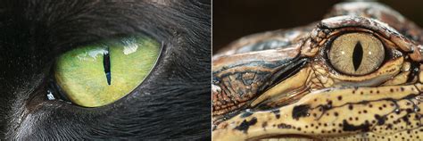 Eye Shape May Help Distinguish Predator From Prey - The New York Times