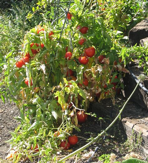 Bushel Bush of Tomatoes | This is one tomato plant. I pick a… | Flickr